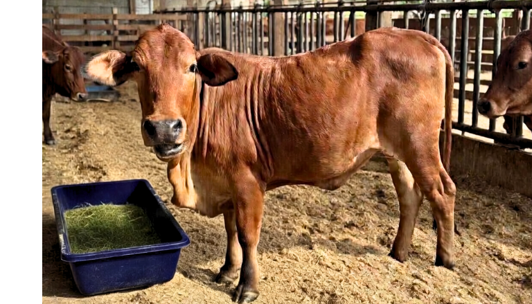 cattle-2