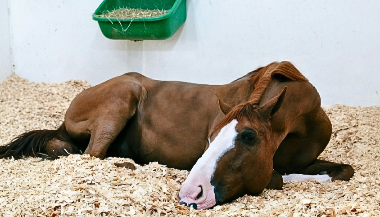 horse-1