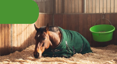 horse-homepage