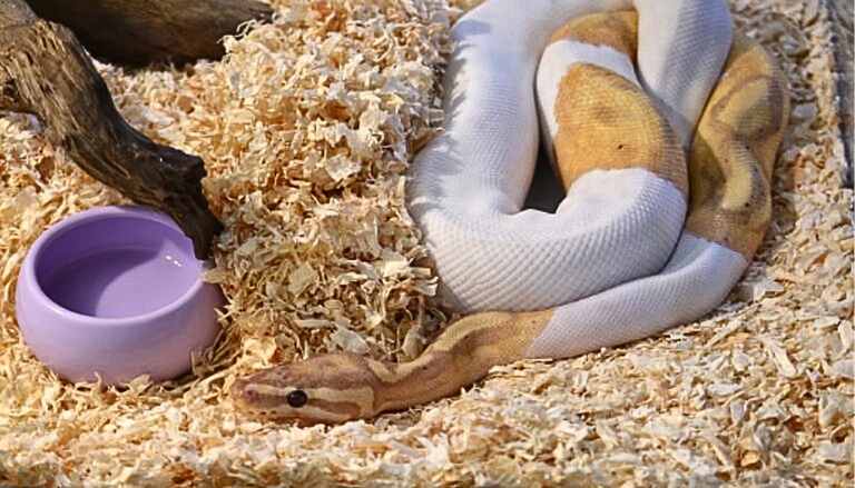 pet-3