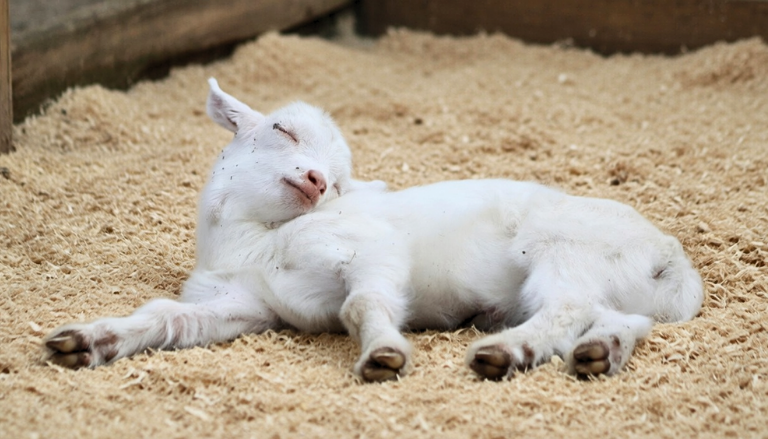 small-ruminants-2
