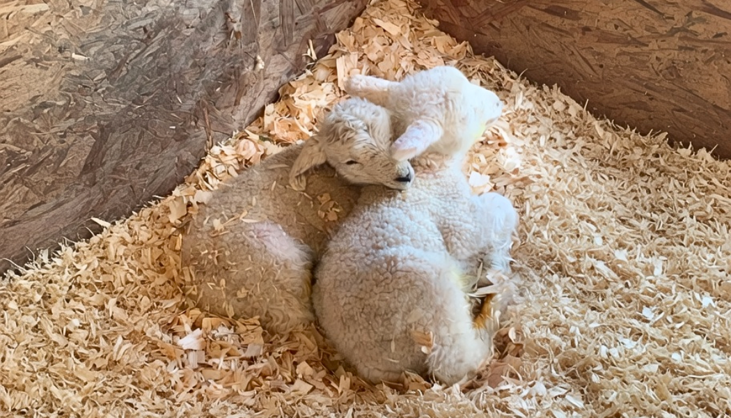 small-ruminants-shavings-bedding-banner.