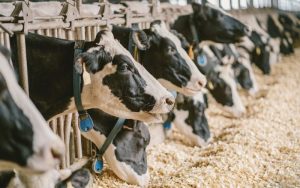 wood-shavings-bedding-for-japan-farmers-1