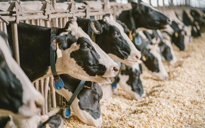wood-shavings-bedding-for-japan-farmers-1