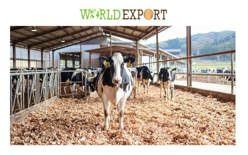 wood-shavings-bedding-for-japan-farmers-3