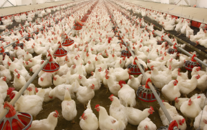 BEDDING-REQUIREMENTS-FOR-BROILERS-VS-LAYERS-Thumb.