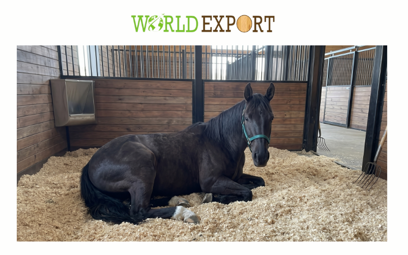 Japanese racehorse bedding standards