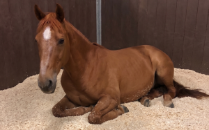 Japanese racehorse bedding standards