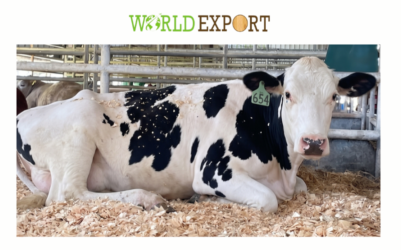 wood-shavings-for-hokkaido-dairy-farms