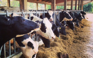 anseong-dairy-farm-bedding-solutions-1