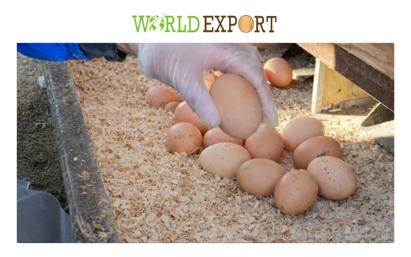 how-to-reduce-ammonia-in-chicken-coop-1