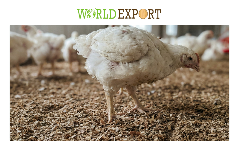 how-to-reduce-ammonia-in-chicken-coop-2