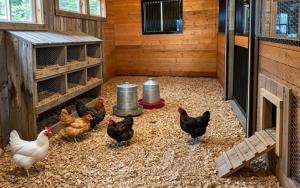 how-to-reduce-ammonia-in-chicken-coop
