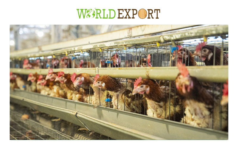 poultry-bedding-for-kyushu-chicken-farms-1