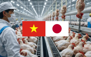 poultry-bedding-for-kyushu-chicken-farms