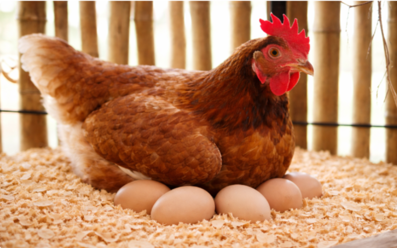 ws-deep-bedding-for-chickens