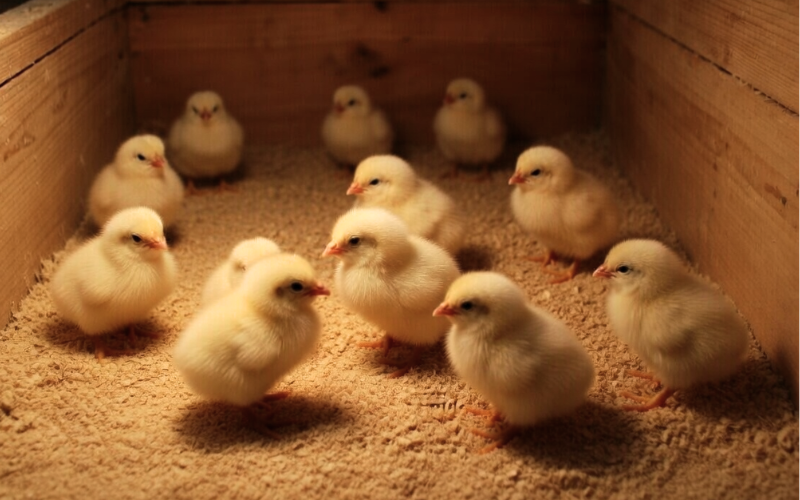 best-bedding-for-chicks