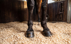 WS-Wood-shavings-for-Jeju-horse-farms